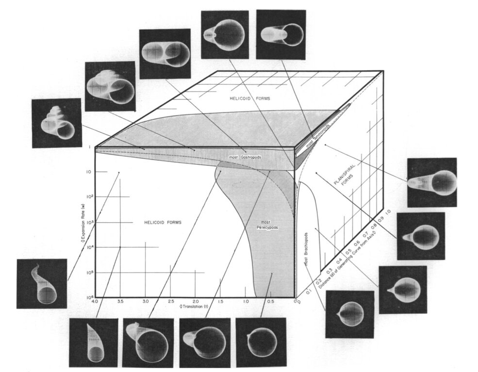 6l3fssjn96 raup morphospace